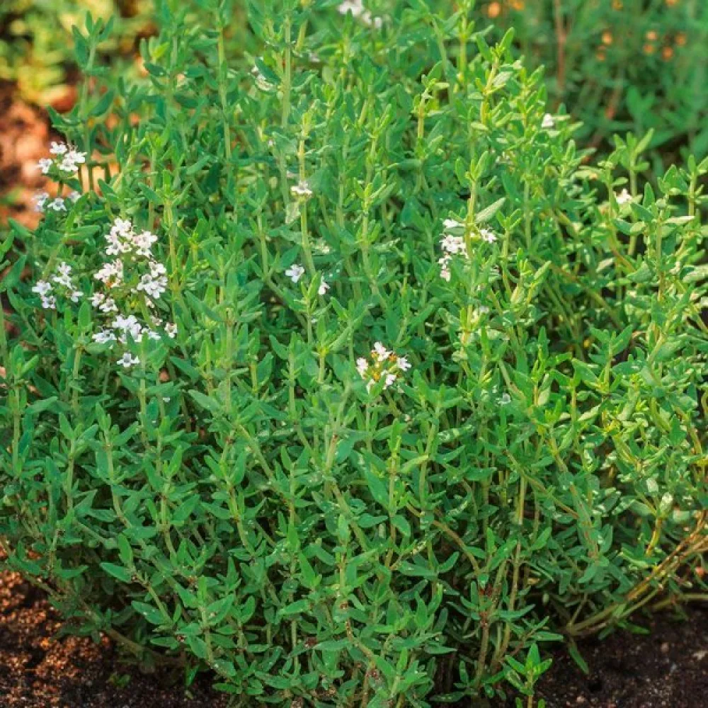 Timjami Thymus vulgaris, ammattisiemen