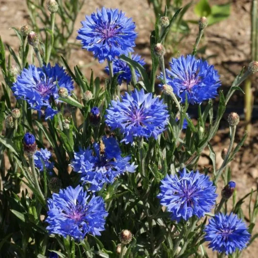 Ruiskaunokki 'Florence', sininen