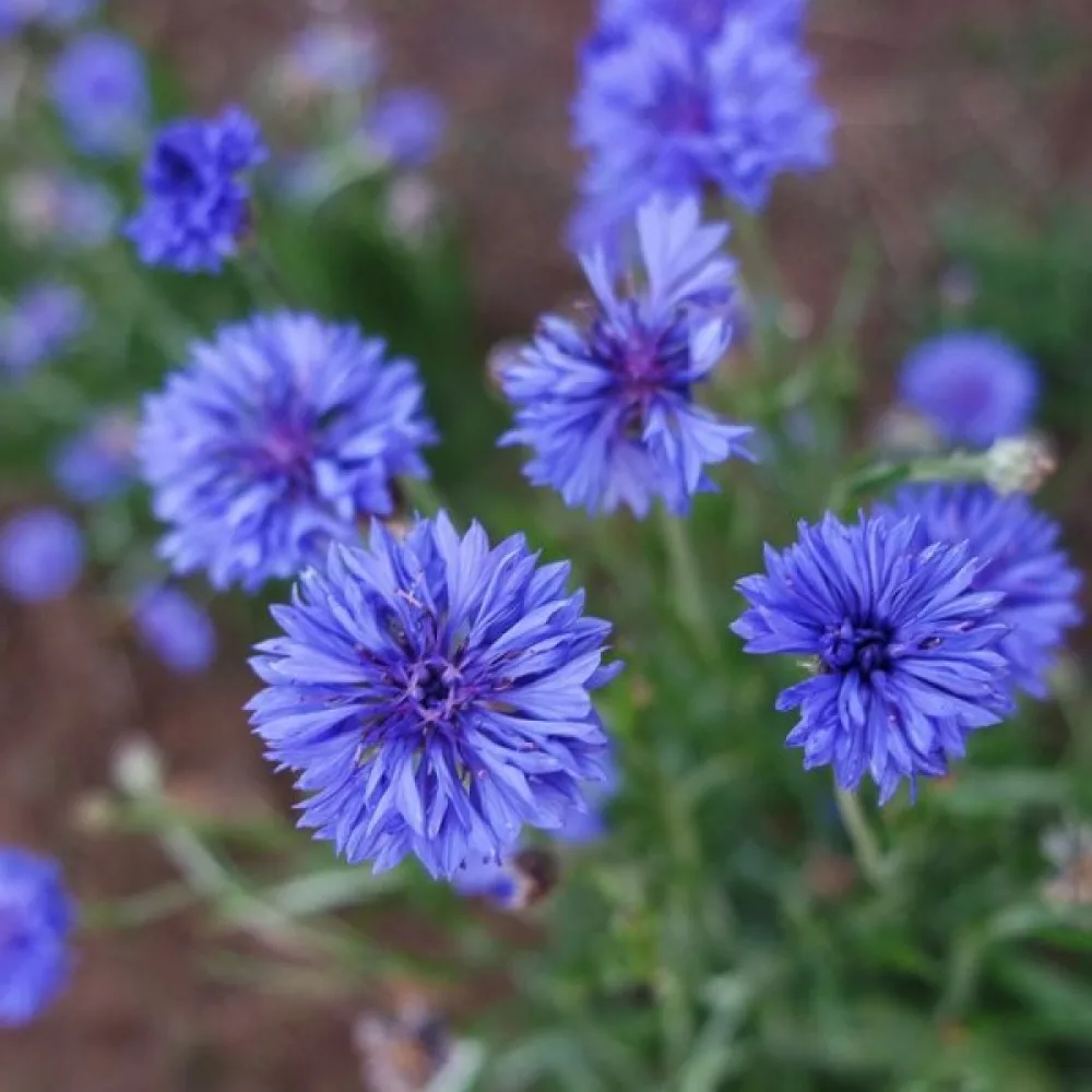 Ruiskaunokki 'Jubilee Gem', sininen