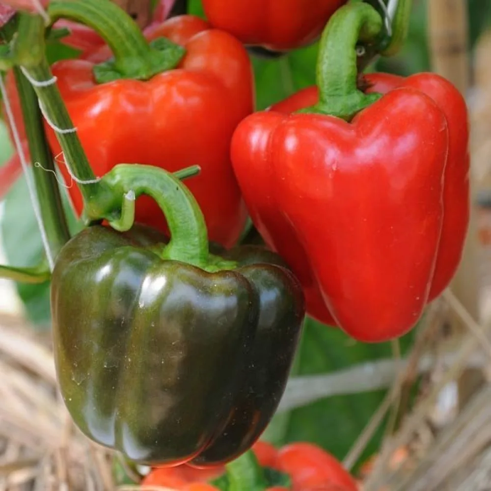 Paprika 'Yolo Wonder'