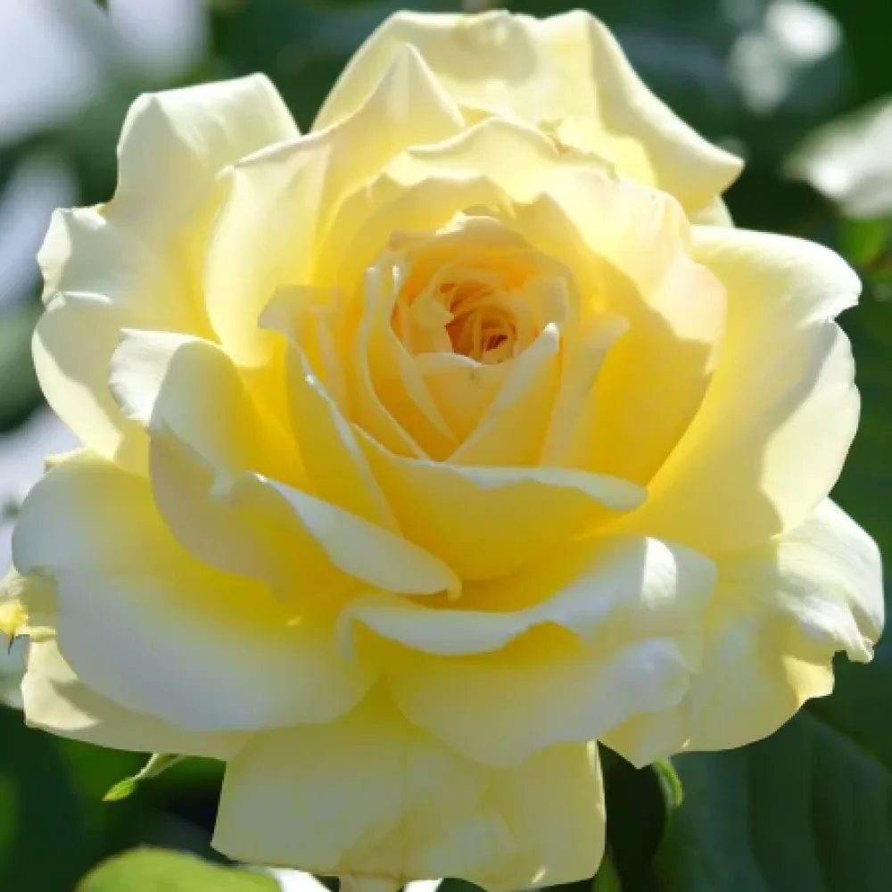 Ruusu 'Golden Symphony' – paljasjuurinen