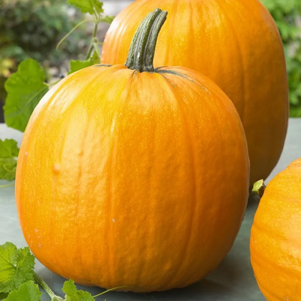 Kurpitsa 'Jack Lantern'