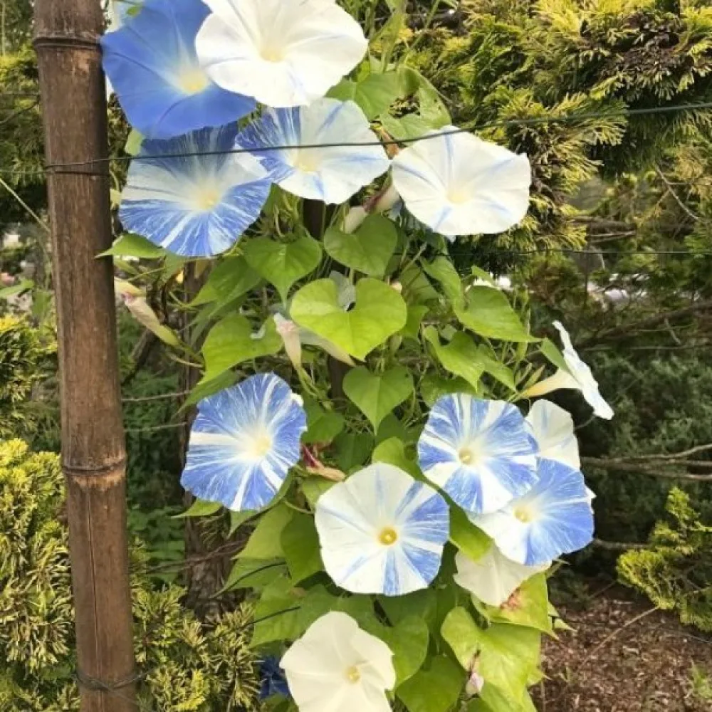 Elämänlanka 'Flying Saucers'