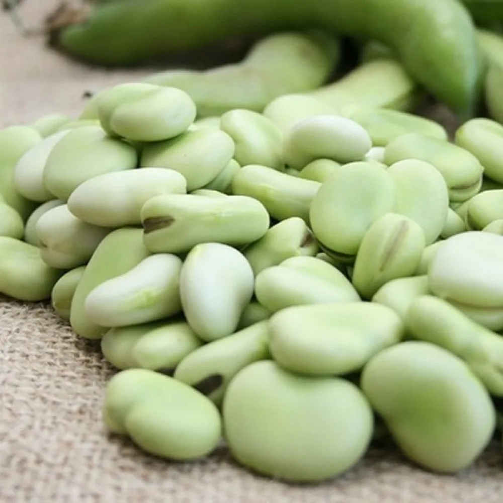 Härkäpapu 'Aguadulce Supersimonia'