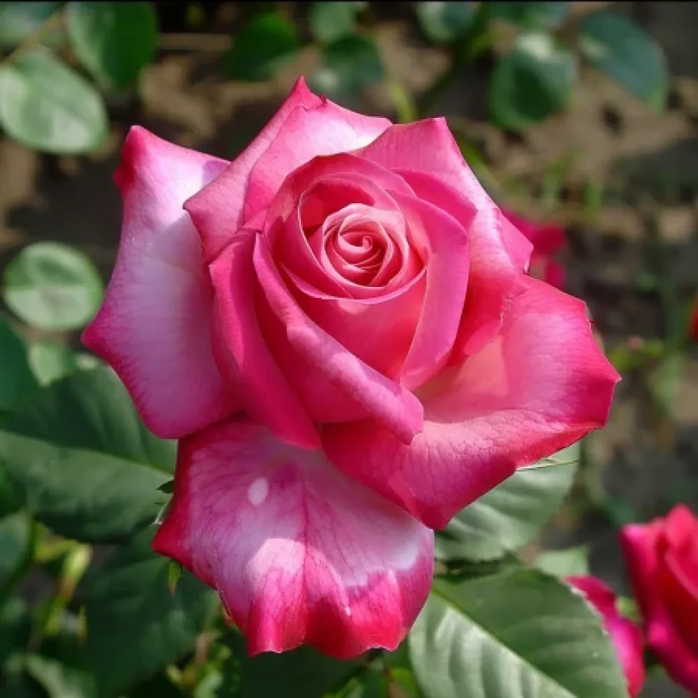 Ruusu 'Rosalita' – paljasjuurinen