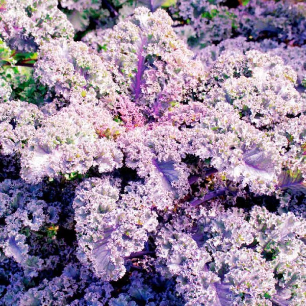 Lehtikaali 'Scarlet'