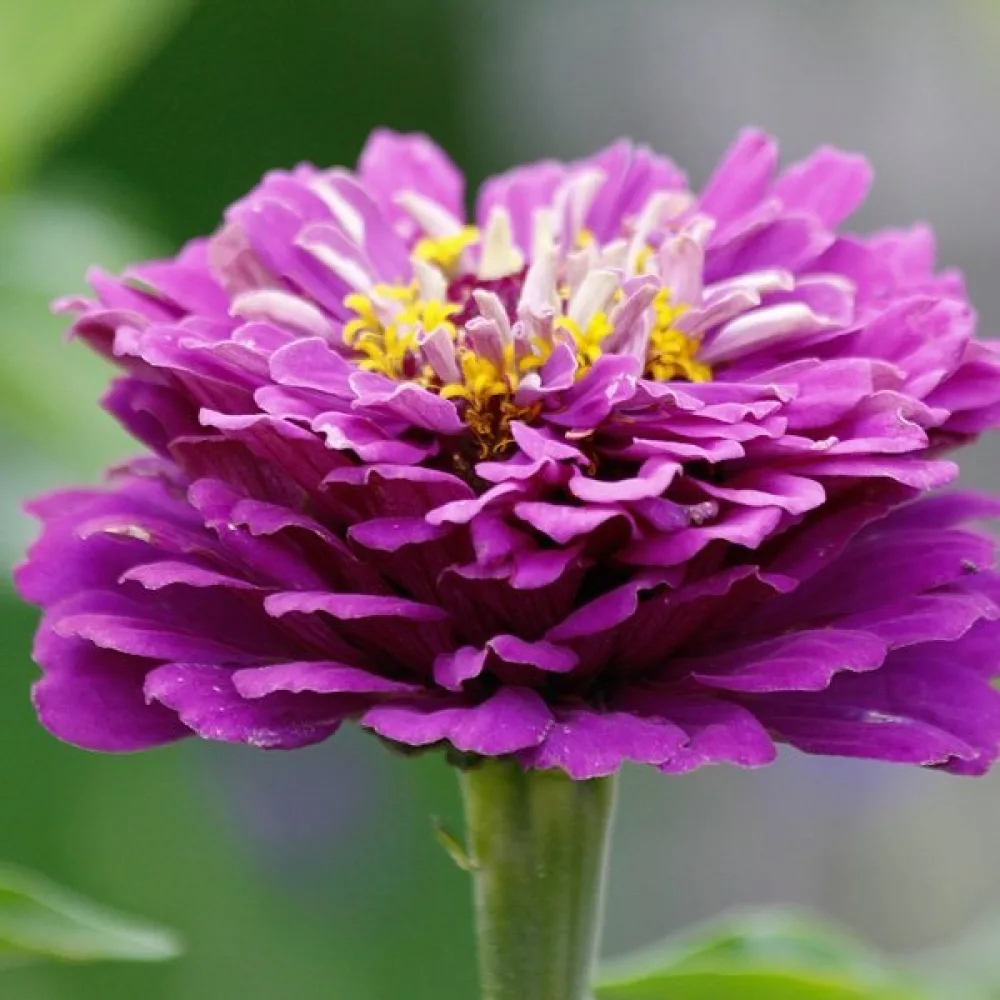 Tsinnia 'Super Yoga Purple'