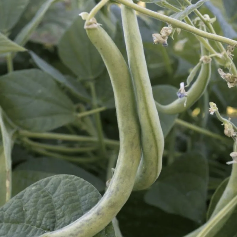 Tarhapapu 'Contender'