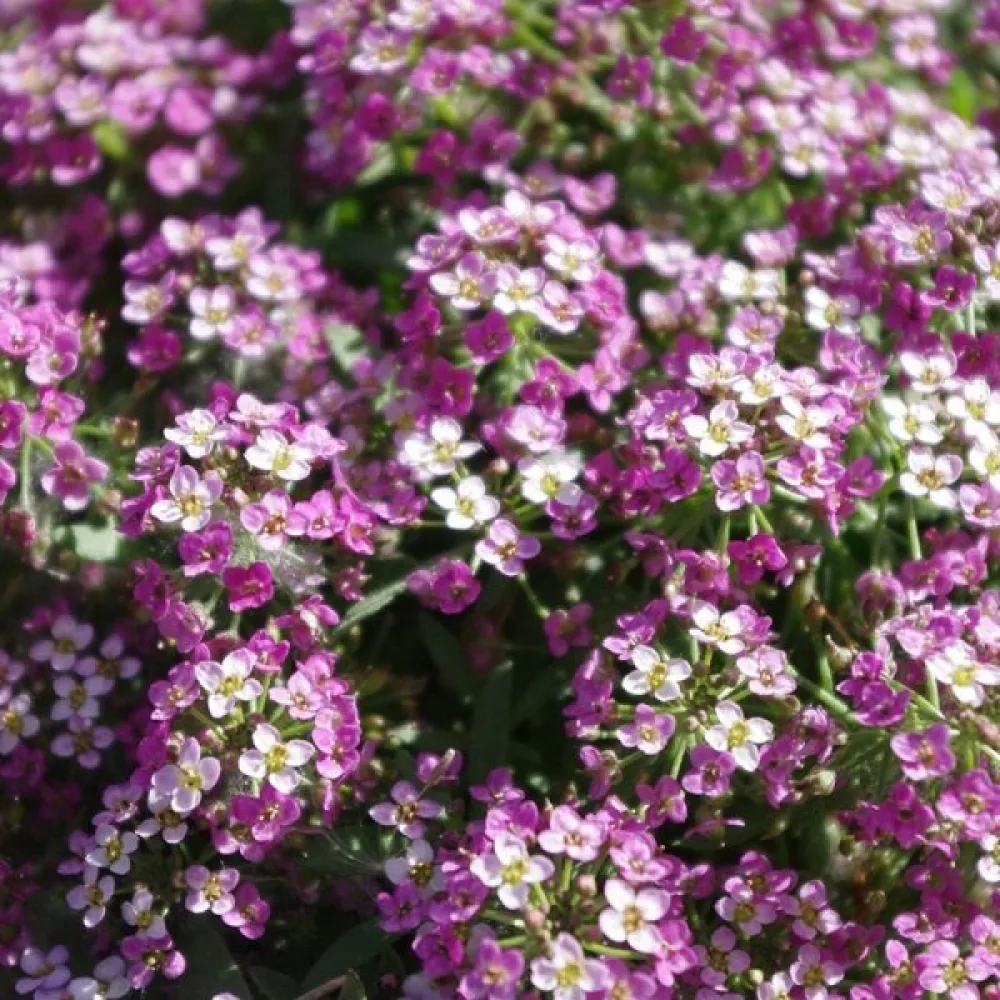 Tuoksukilpiruoho 'Violet Queen'