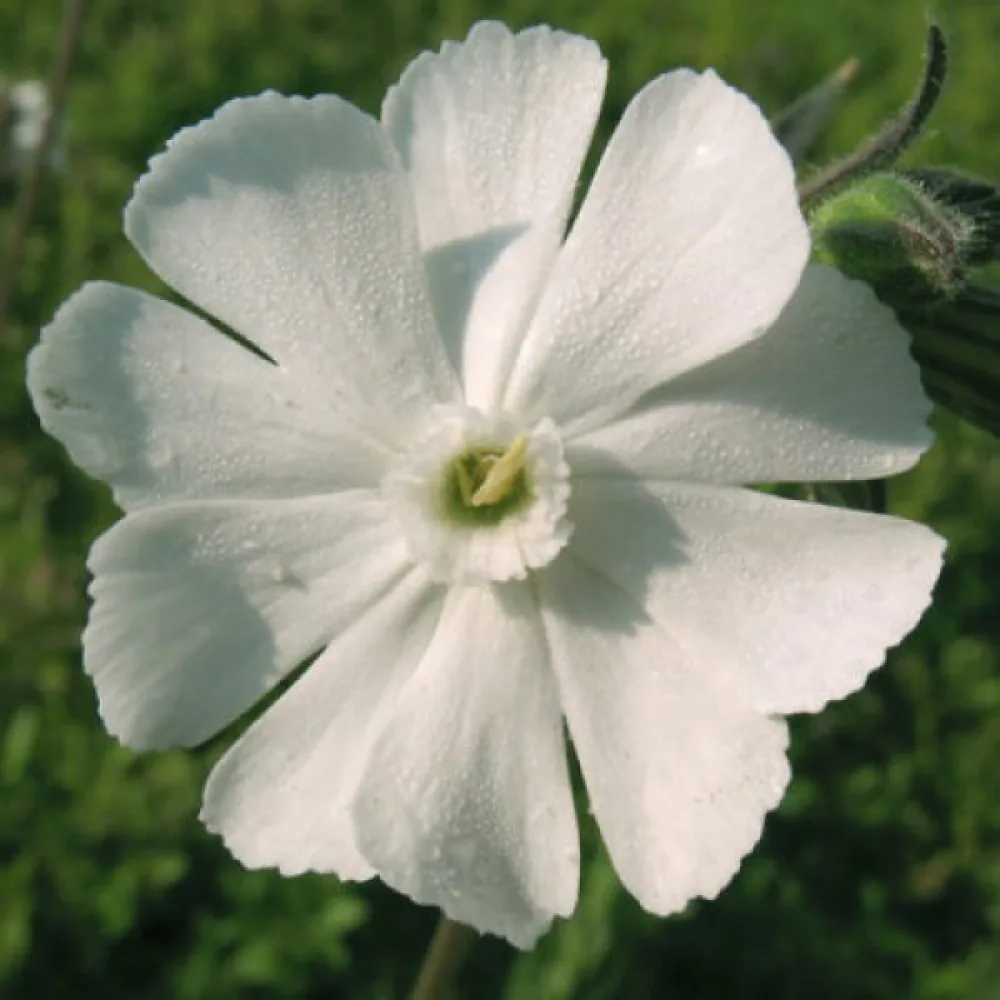 Viskaria 'Alba'