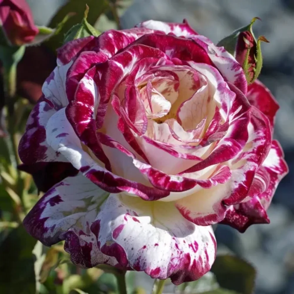 Ruusu 'Mystic Stripe' – paljasjuurinen