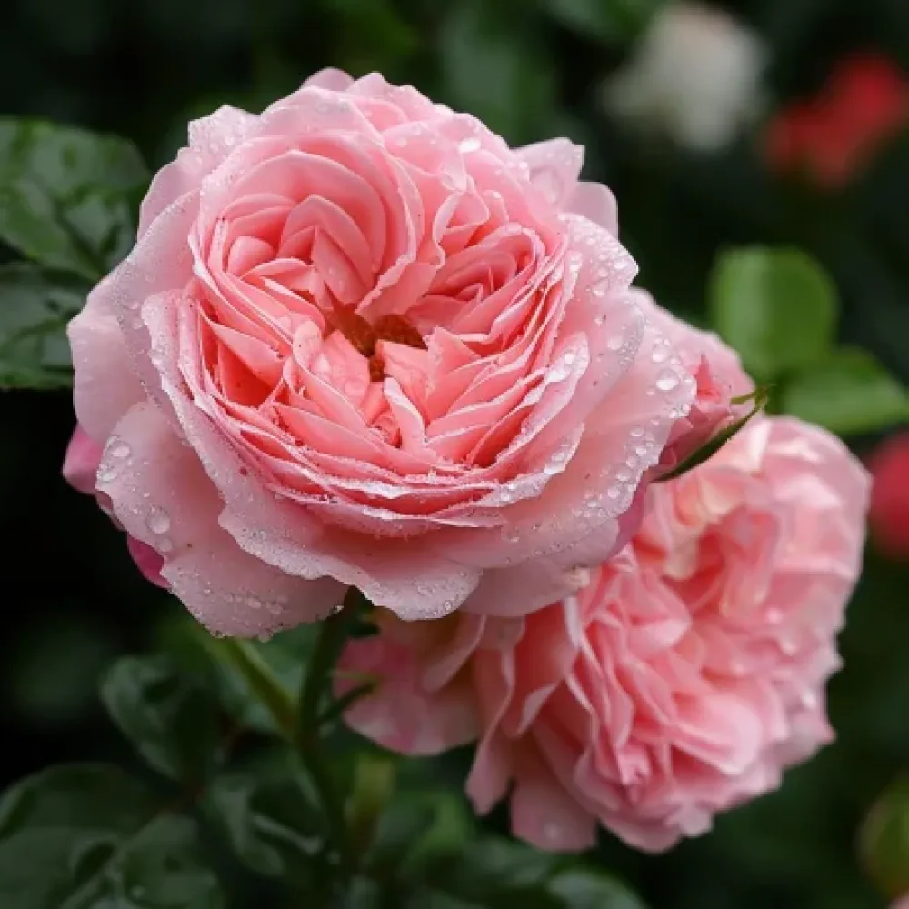 Ruusu 'Amorina' – paljasjuurinen