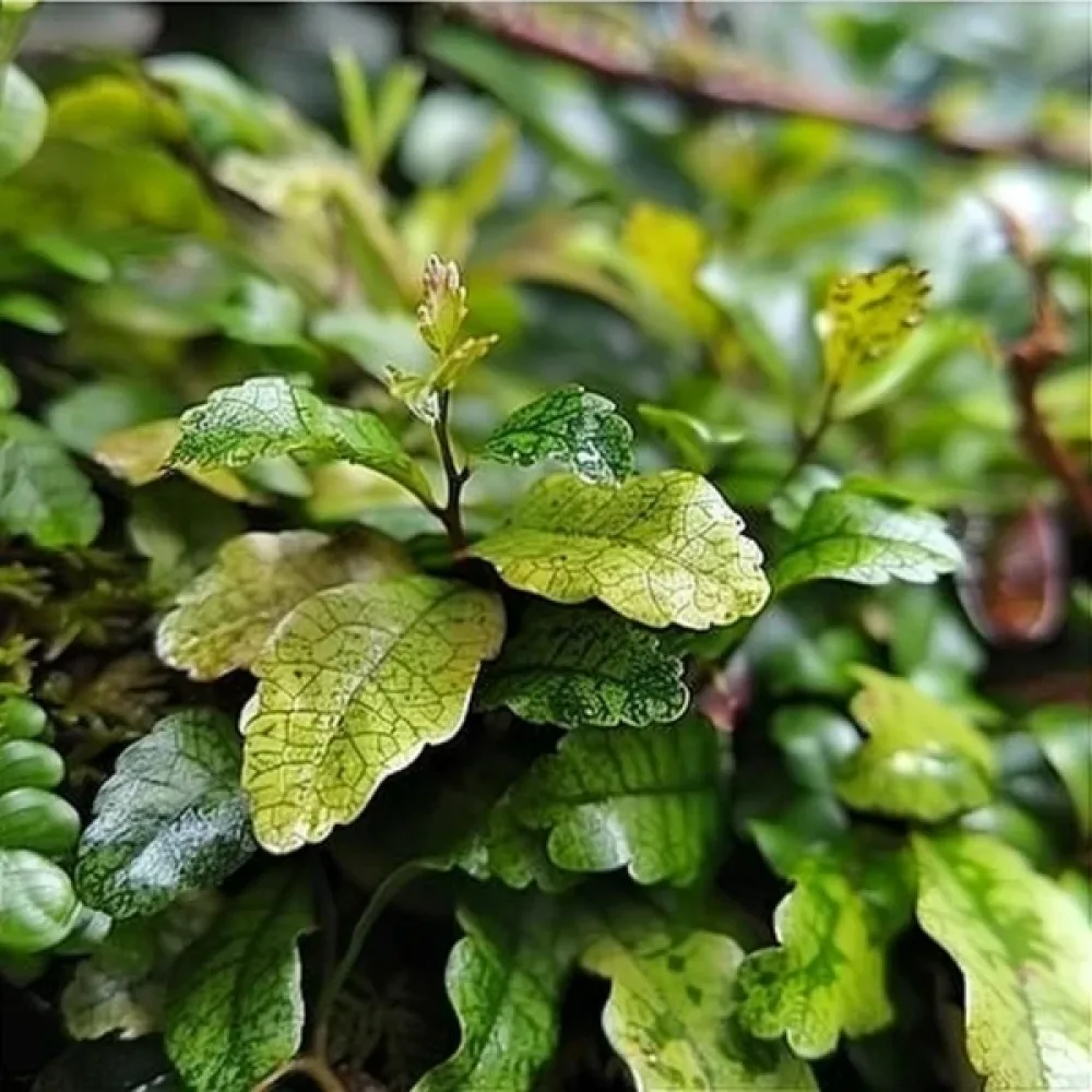 Tuoksusavikka 'Green Magic'