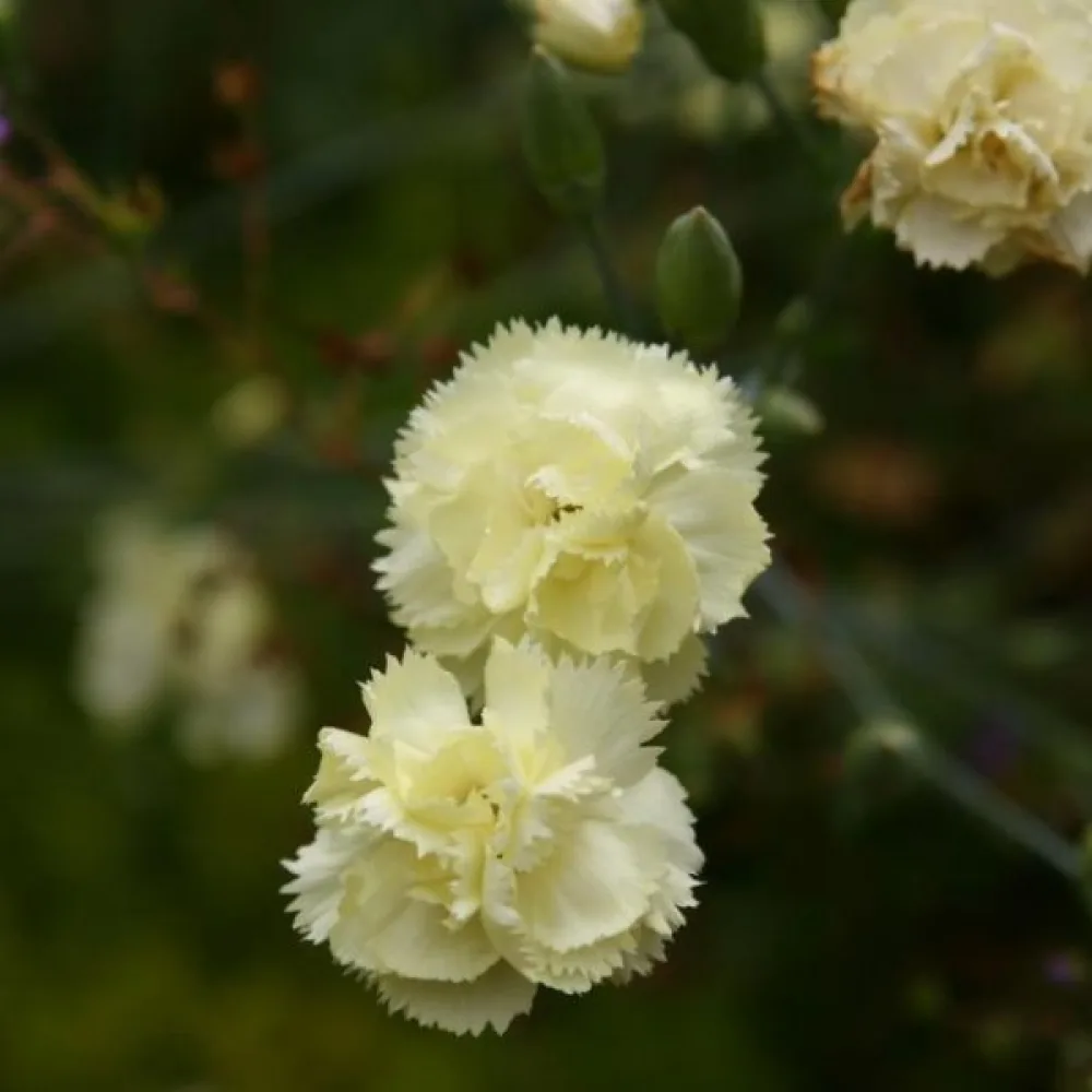 Neilikka 'Grenadin' – keltainen