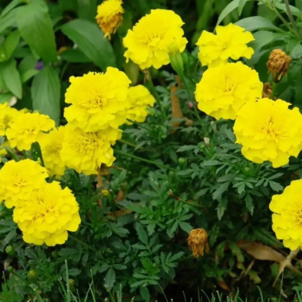 Ruusukesamettikukka 'Festival Yellow'