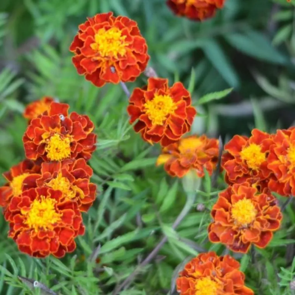 Ruusukesamettikukka 'Carmen'