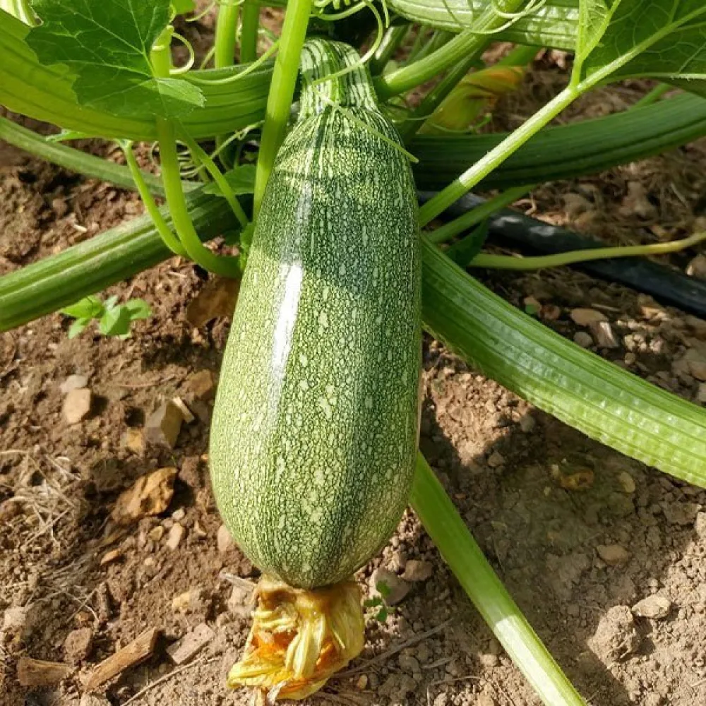 Kesäkurpitsa 'Grey Zucchini'