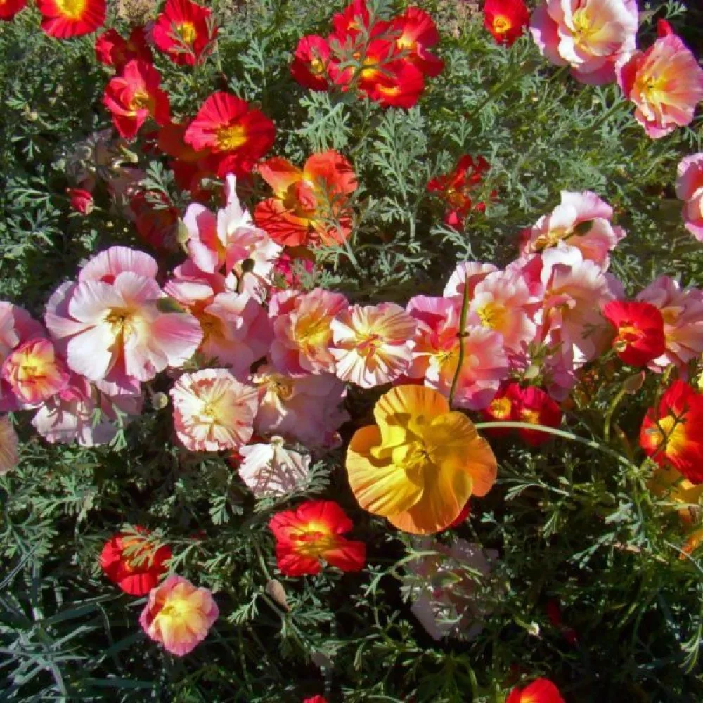 Kaliforniantunikko 'Ballerina', sekoitus