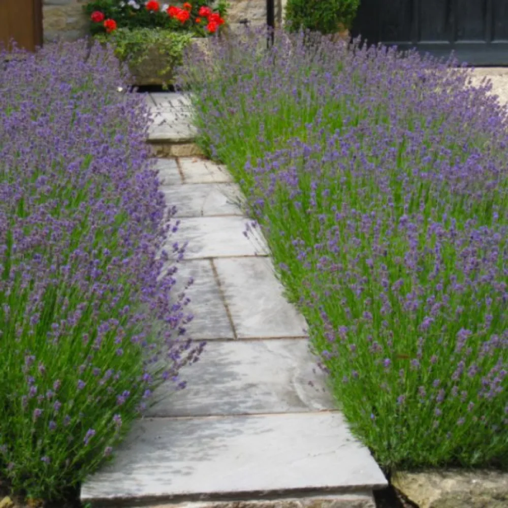 Tähkälaventeli 'Hidcote Blue'