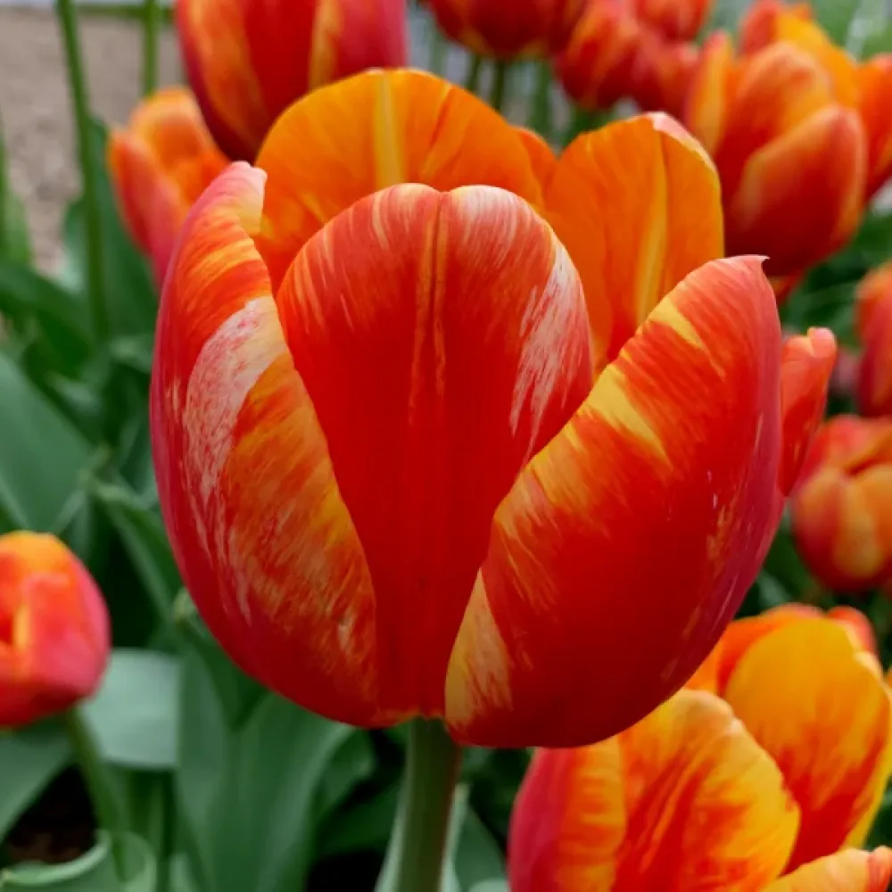 Tulppaani 'Leo'