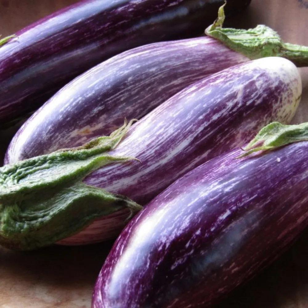 Munakoiso 'Tsakoniki'