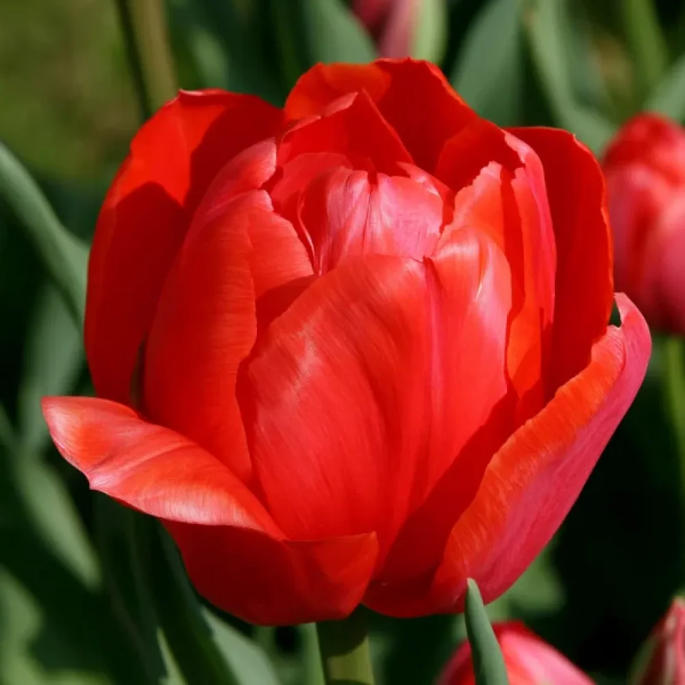 Tulppaani 'Love Valley'