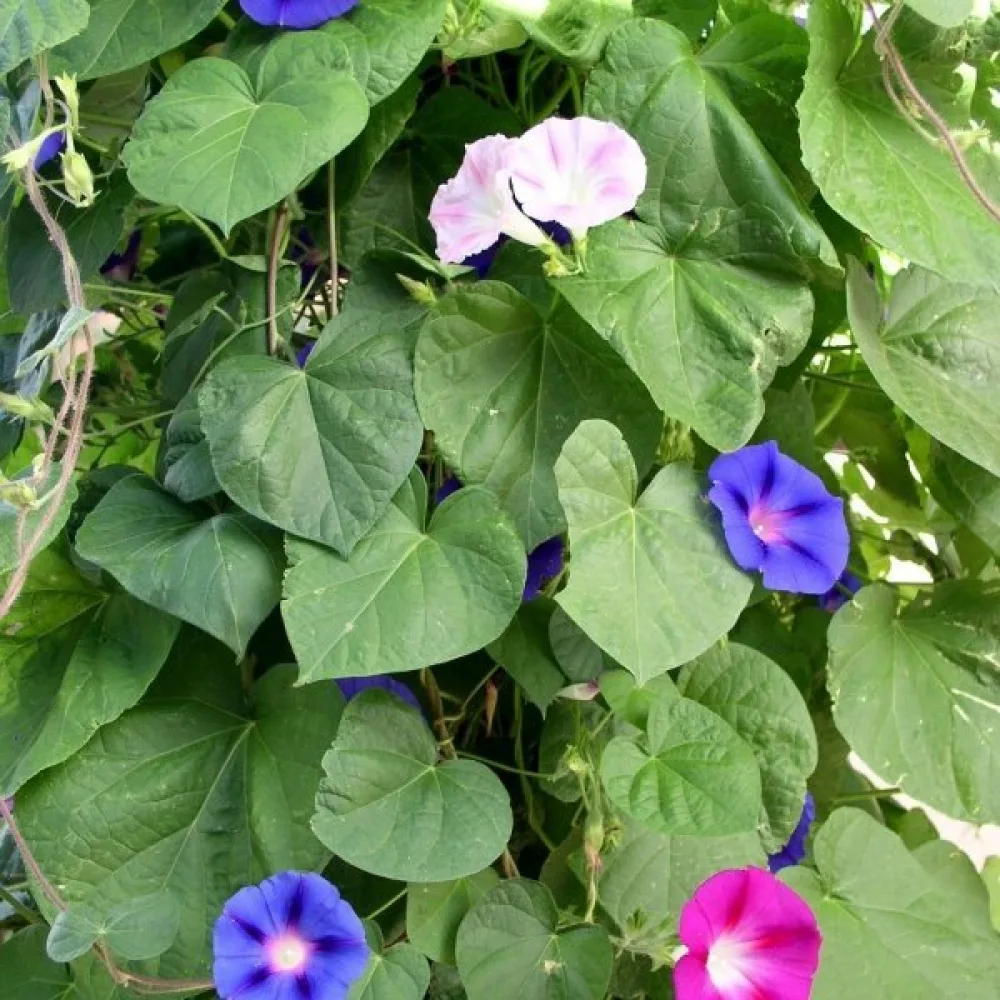 Elämänlanka Ipomoea nil – sekoitus