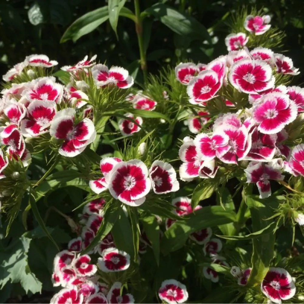 Kiinanneilikka 'Persian Carpet' – seos