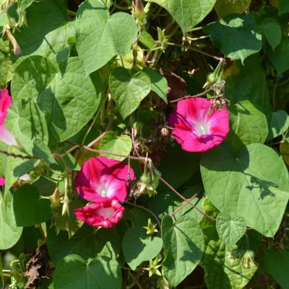 Elämänlanka 'Crimson Rambler'