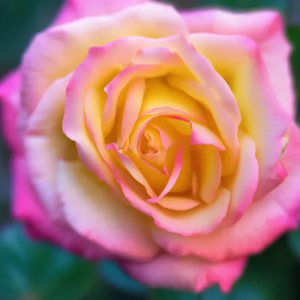 Ruusu 'Night Pearl'