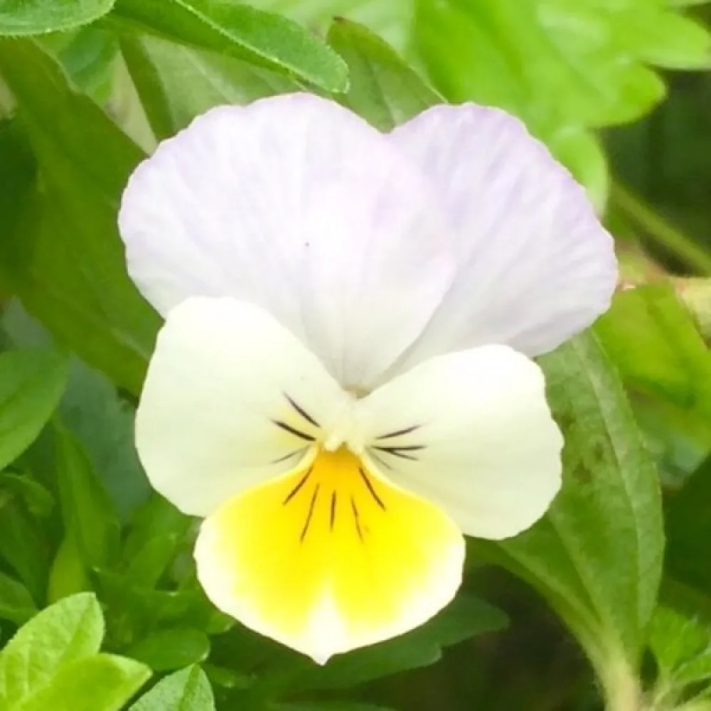 Pelto-orvokki Viola arvensis