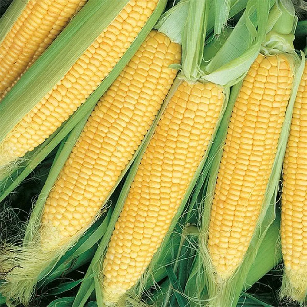 Sokerimaissi 'Gucio'