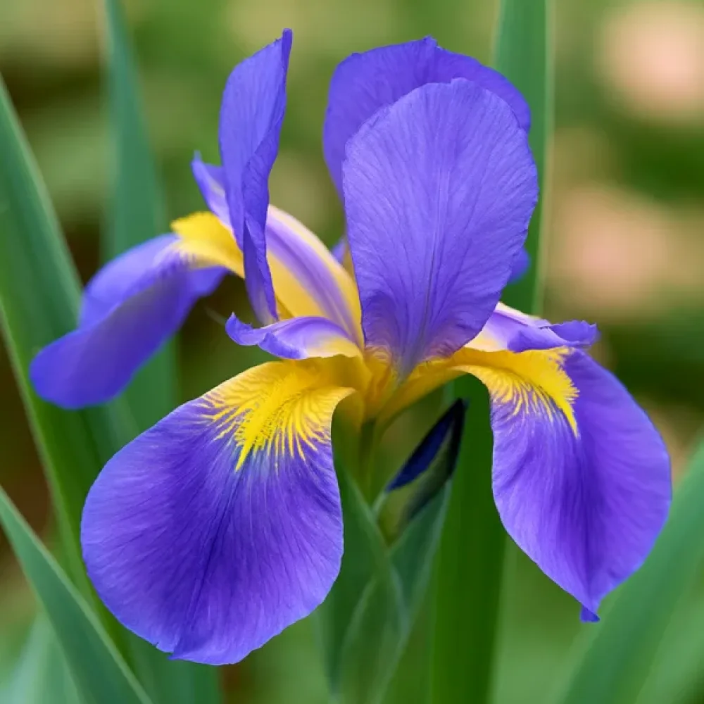 Iiris 'Saphire Beauty Hollandica'