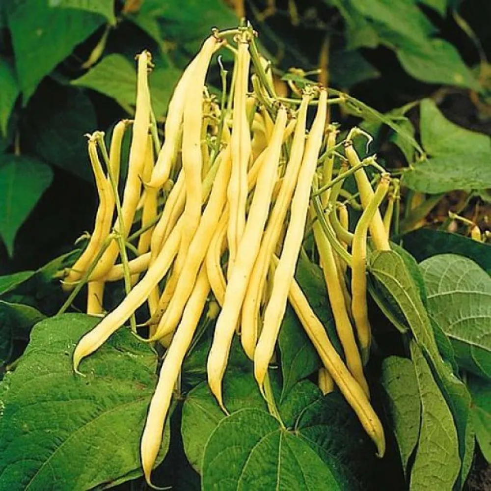 Tarhapapu 'Golden Teepee'