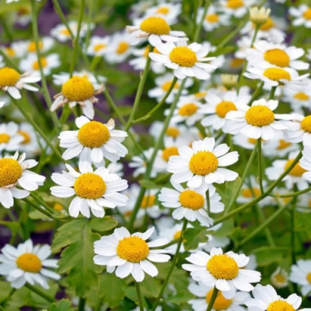 Mäkikaunosilmä Tanacetum parthenium