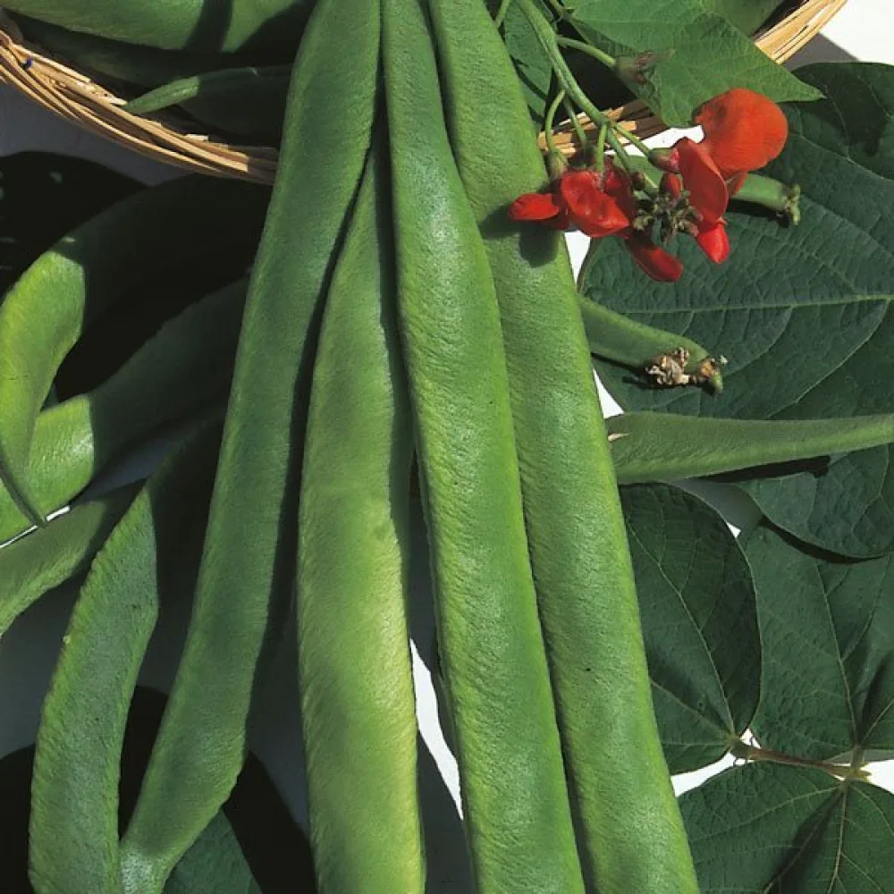 Ruusupapu 'Streamline'
