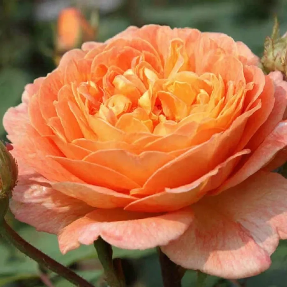 Ruusu 'Light Whirlwind' – paljasjuurinen