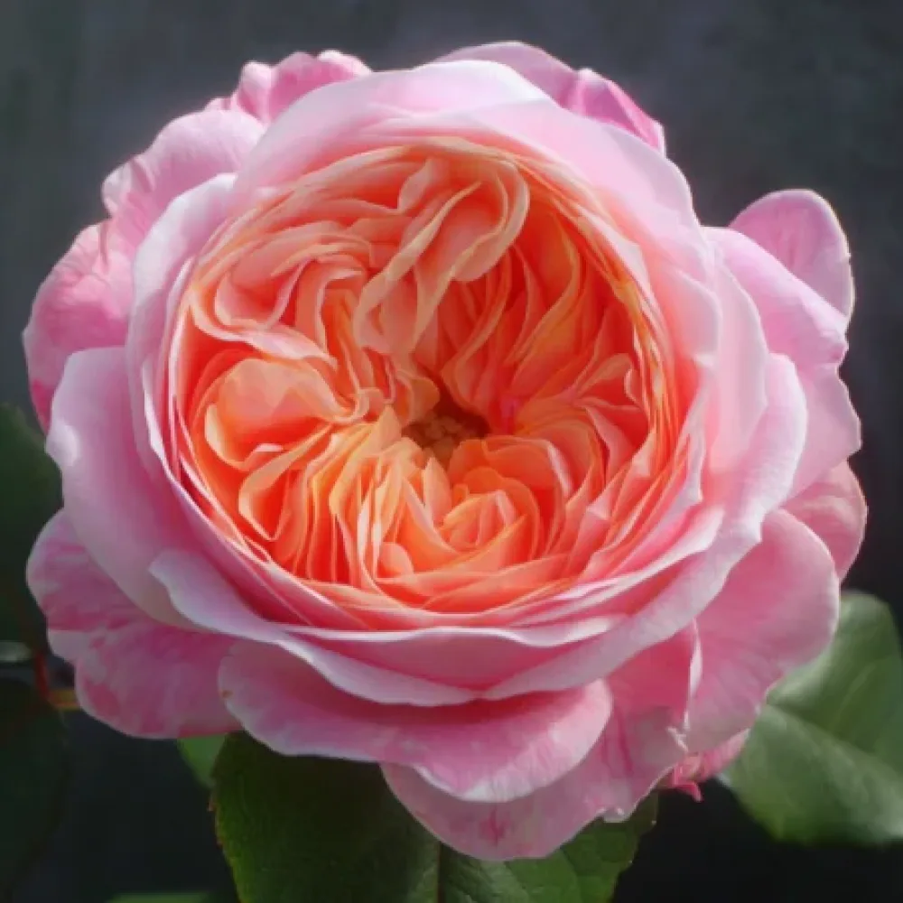 Ruusu 'Pearl Rose'