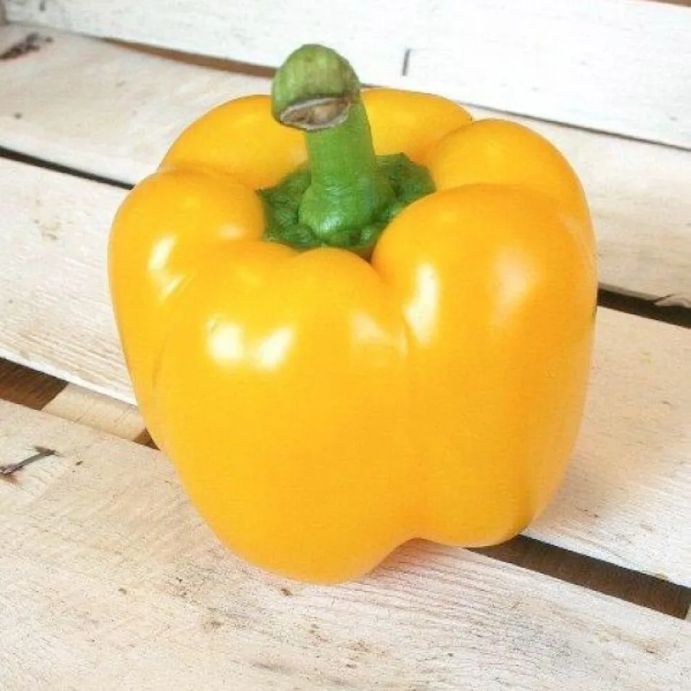 Paprika 'Quadrato d'Asti Giallo'
