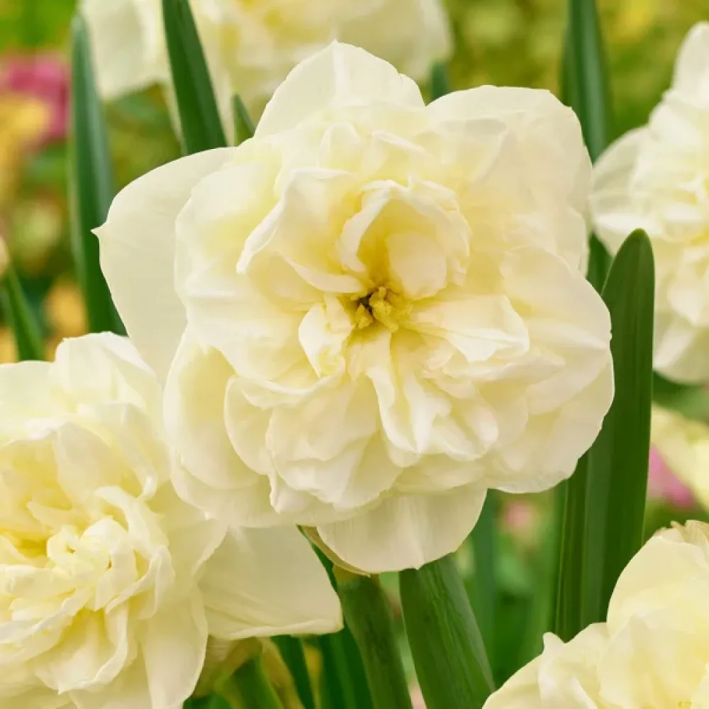 Narsissi 'Obdam'