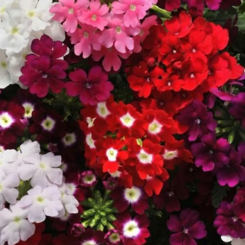 Riippuverbena (sekoitus)
