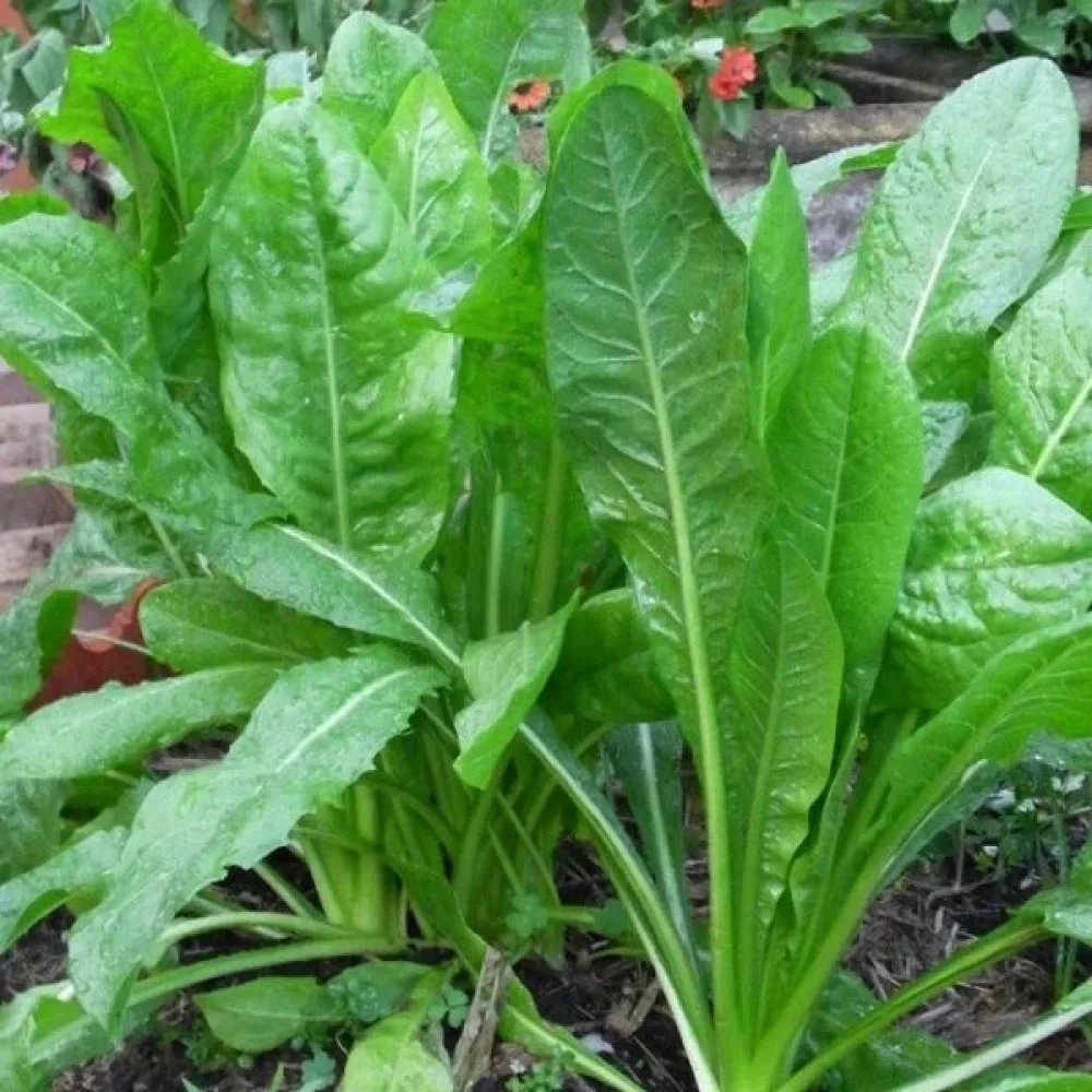 Sikuri 'Spadona'