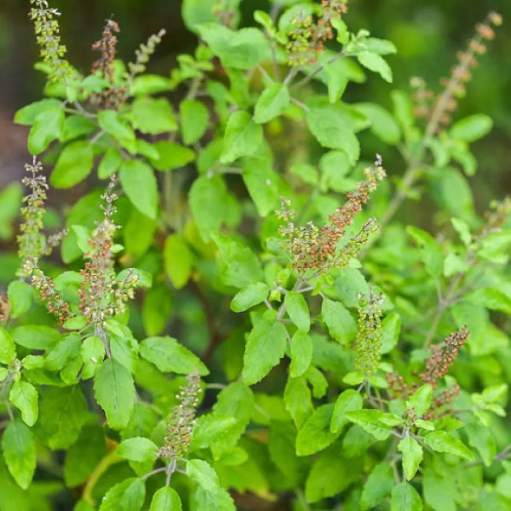 Pyhä basilika (tulsi)