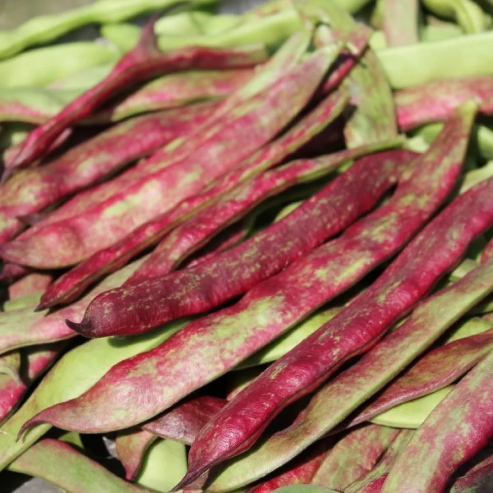 Salkopapu 'Jimenez'