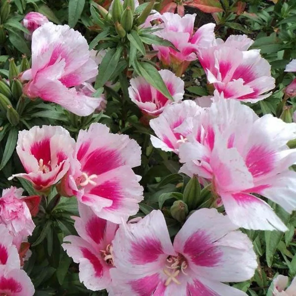 Kesäatsalea 'Maiden Blush', vaaleanpunainen