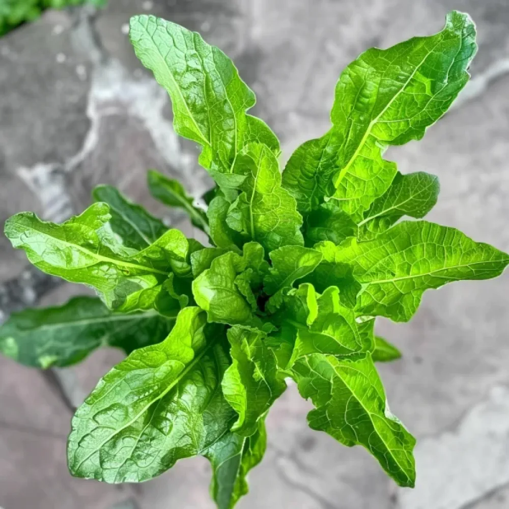 Sikuri 'Spadona' versoiksi