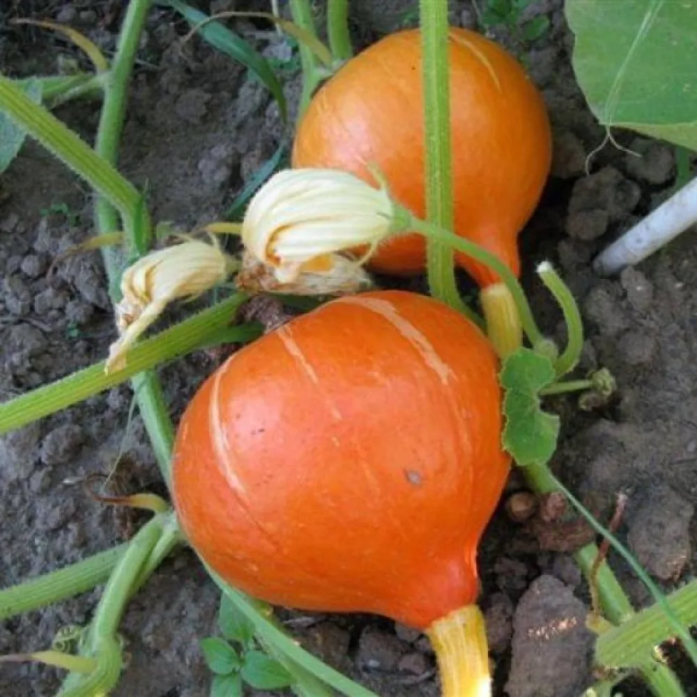 Kurpitsa 'Justynka F1'