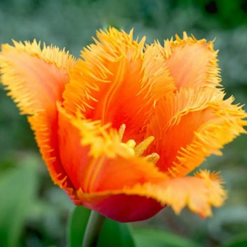 Tulppaani 'Lambada'