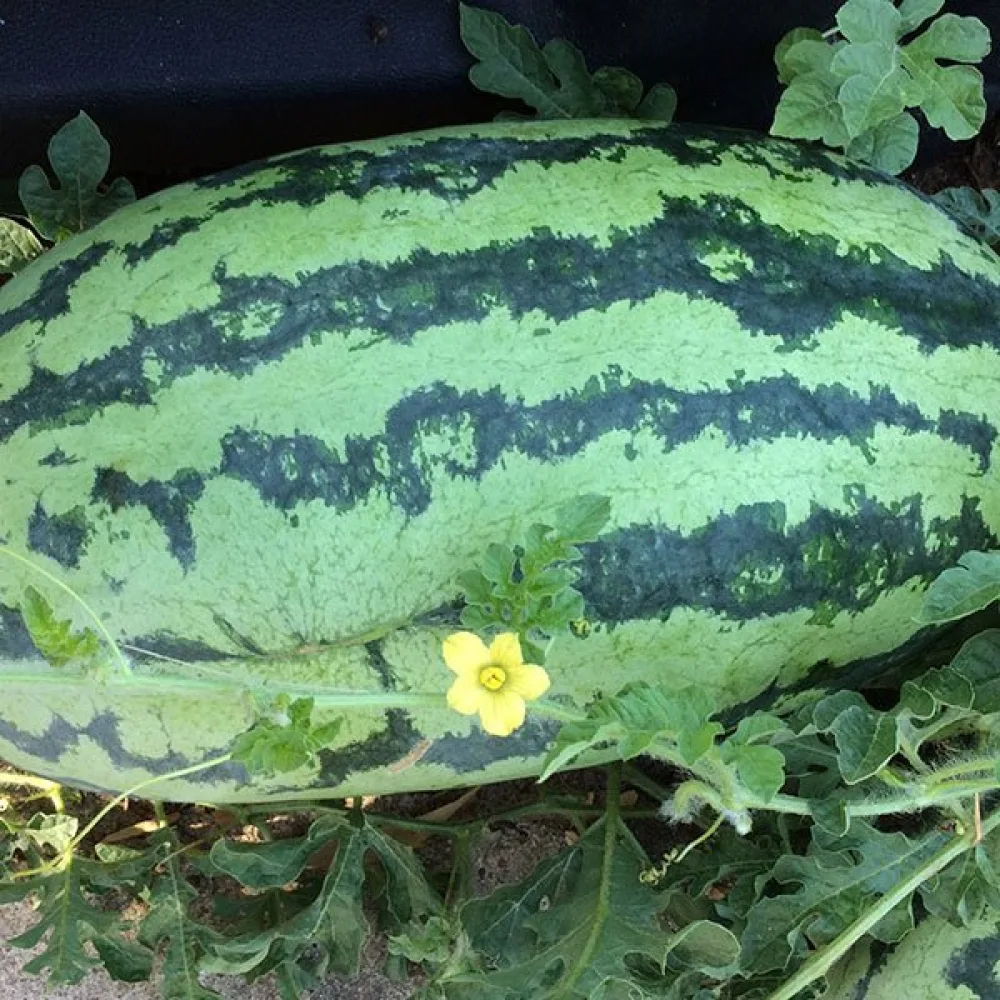 Vesimeloni 'Orangeglo'