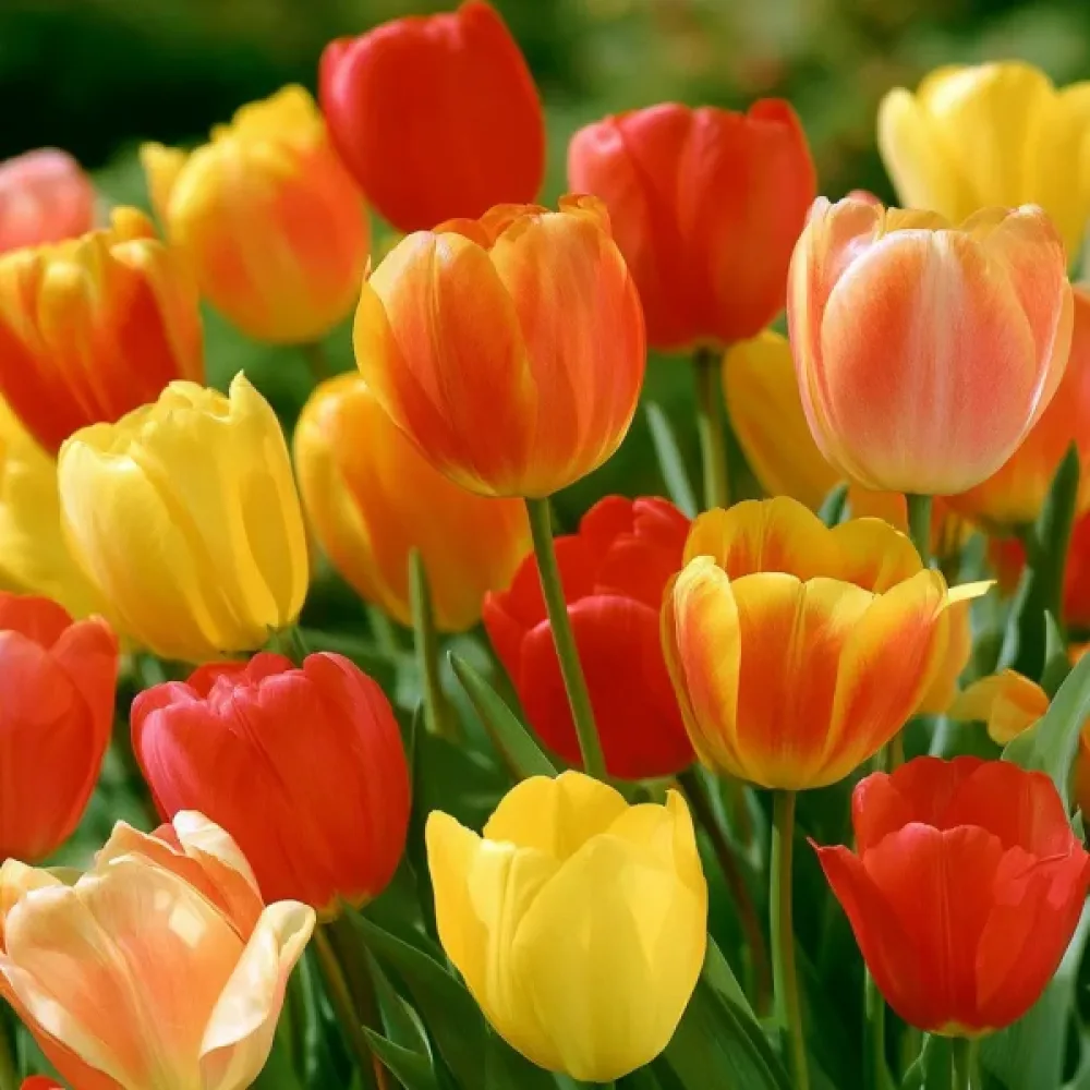 Tulppaani 'Single Late Mixed'
